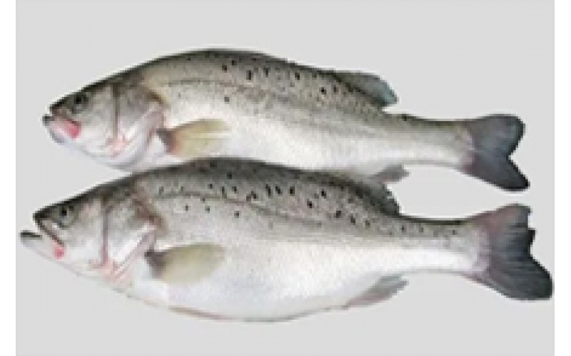 水產(chǎn)品